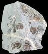 Ammonite (Promicroceras) Cluster - Somerset, England #63491-1